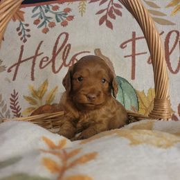 Lou - Red female Cockapoo puppy in Missouri from KDK Missouri Miniature Poodles