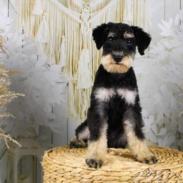 Tulsa - Schnoodle