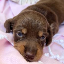 Churro - Chocolate and tan female Dachshund puppy in Hendersonville, North Carolina from Snarky Doxy Miniature Dachshunds