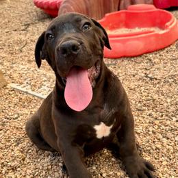 Light blue collar - Black male Boerboel puppy in Livingston, Texas from Peterbuilt Boerboel