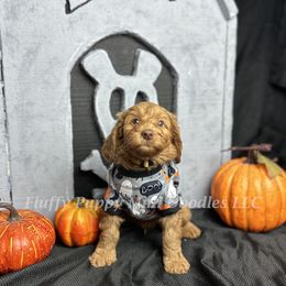 Chevy (Yellow Collar) boy - Red  male Goldendoodle puppy in Corona, California from Fluffy Puppy Mini Doodles LLC