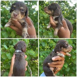 Celine - Chocolate and cream female Dachshund puppy in Orem, Utah from Miekca’s Dachshunds