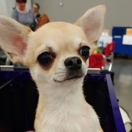 Chihuahuas from Happi Daze