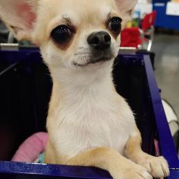 Chihuahuas from Happi Daze