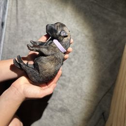 Dutch Shepherd Puppies from TN Dutch Shepherd
