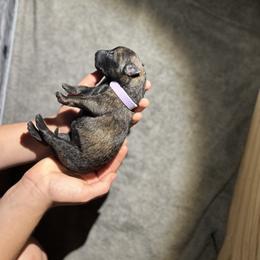 Dutch Shepherd Puppies from TN Dutch Shepherd