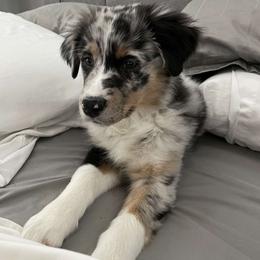 Australian Shepherd Puppies from Beaver Creek Aussies