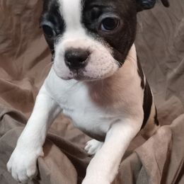 Boston Terrier Puppies from Park Kennel