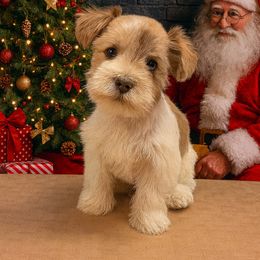 Boy 2 - Parti male Miniature Schnauzer puppy in Lufkin, Texas from Lively Miniature Schnauzers