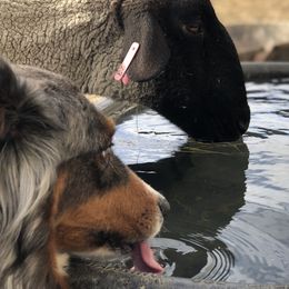 Australian Shepherds from Montana Aussies