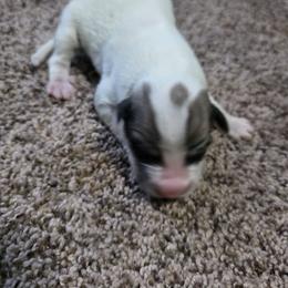 Boy 5 - White and badger male Great Pyrenees puppy in Ruthven, Iowa from Whispering Heights Ranch