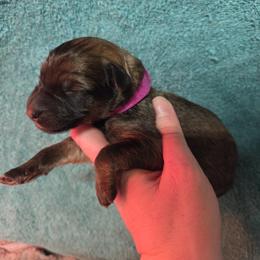 Girl 3 - female German Shepherd puppy in Dallas, Pennsylvania from Mountainside German Shepherds