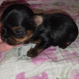 Gizmo - Black and tan male Yorkshire Terrier puppy in Bartlesville, Oklahoma from Chracy's yorkie babies