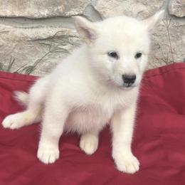 Avalanche - White male Alaskan Malamute puppy in Easton, Maryland from Stars Howl-O Kennels by FurEver Friends Inc