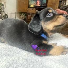 Claus - Black and tan male Dachshund puppy in Mountain Home, Idaho from Desert Wind Dachshunds