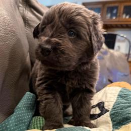True - Gray female Newfoundland puppy in Saukville, Wisconsin from Crossroads Canines ~ Newfoundland Dogs