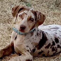 Willow - Catahoula Leopard Dog