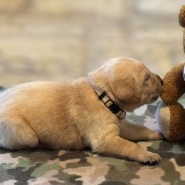 Labrador Retriever Puppies from Central Texas Labs
