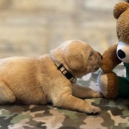 Labrador Retriever Puppies from Central Texas Labs