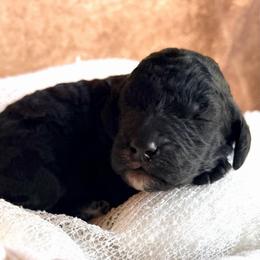 Gus - Black male Poodle puppy in Detroit Lakes, Minnesota from Pickerel Pups