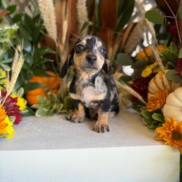 Todd - Dapple male Dachshund puppy in Wills Point, Texas from Duck Creek Farm