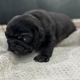 Black Boy - Black male Pug puppy in Troutman, North Carolina from Ohana Pugs