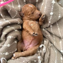 Girl 7 Pink - Cream female Goldendoodle puppy in Sacramento, California from Golden Heart Doodles