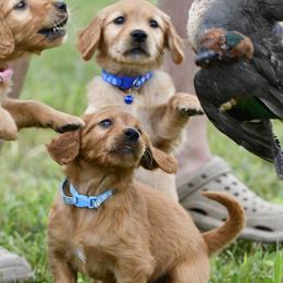 Golden Retriever Puppies from Ivy League Golden Retrievers