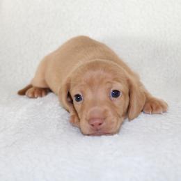 Waffles - Red male Dachshund puppy in Fairfax, Iowa from Grayson’s Lovable Dachshunds