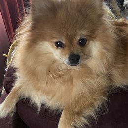 Pomeranians and Shih Tzus from Cobb Mountain Shih Tzus, Paragon Pomeranians