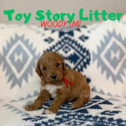 Woody - Apricot male Goldendoodle puppy in Houston, Texas from Golden Life Doodles