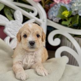 Shadow - Apricot male Cavapoo puppy in Arlington, Texas from Van Haselen Poodles and Doodles
