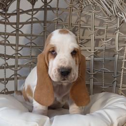 Tess 2700.00 - Red and white female Basset Hound puppy in Denison, Texas from Emma Lou's Baby Bassets