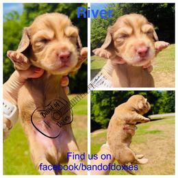 River, AKC, male - Cream male Dachshund puppy in Carriere, Mississippi from Band Of Doxies