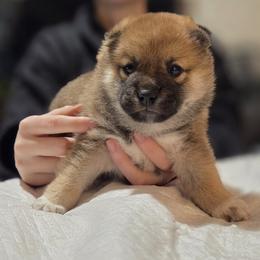 Crimson - Red male Shiba Inu puppy in Stanley, North Carolina from Yoru's Dojo Legacy