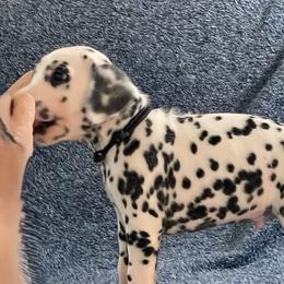 Boy 2 - White and black male Dalmatian puppy in Hagerstown, Maryland from Stagecoach Dalmatians