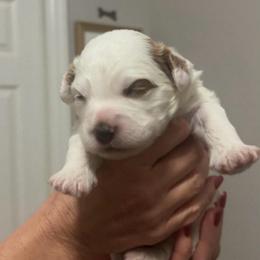 Girl 1 - Parti female Goldendoodle puppy in Bradenton, Florida from Christianna’s Mini Goldendoodles