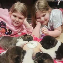 Akita Puppies from TLC Akitas