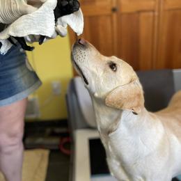 Labrador Retriever Puppies from Joy Luck Labs, LLC