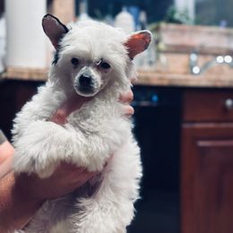 White Puff Boy - White and black male Chinese Crested puppy in Salt Lake City, Utah from Naked & Famous