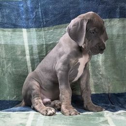 Titan - Blue male Great Dane puppy in Lebanon, Virginia from North Cedar Danes