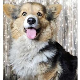 Sookie - Black and tan female Pembroke Welsh Corgi puppy in Valley, Washington from Peaceful Valley Paws
