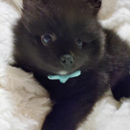 Pomeranian Puppies from Cutie Poms