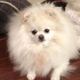 Pomeranians from Procaccini Pomeranians