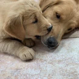 Golden Retriever Puppies from Lake Champlain Goldens