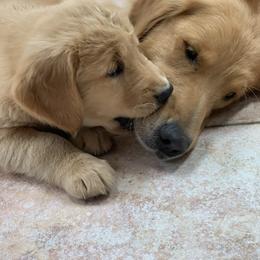 Golden Retriever Puppies from Lake Champlain Goldens