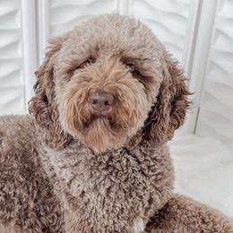 Goldendoodles from Sweeter than Honey Doodles