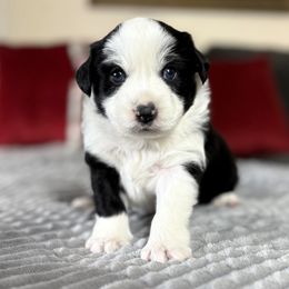 Meet Zoe - Black tri female Miniature American Shepherd puppy in Stockton, Missouri from Kizmit Farmz