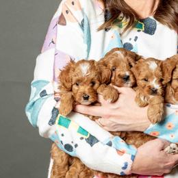 Goldendoodles from Country Kennels