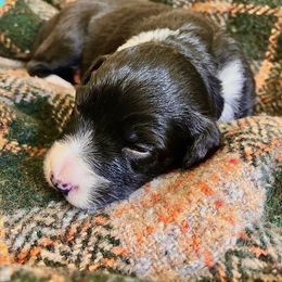 Border Collie Puppies from Border Agility